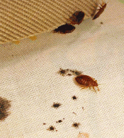 bed-bug-symptoms